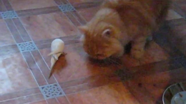 Ужин кота и попугая смотреть онлайн