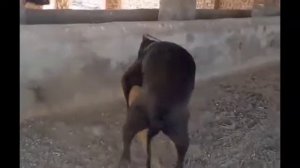 dog mating