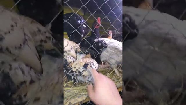 Содержание цыплят зимой! смотреть онлайн
