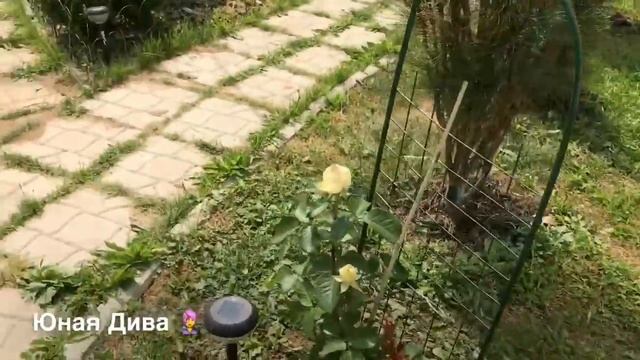 LC427:Женскийклуб.Дача. Дачные зарисовки.23 июня18. Новый дачный стол. Думала потеряла! Нет! смотреть онлайн