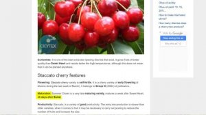 Черешня Стаккато на 25 июля 2020 г. Подводим итоги и делаем выводы