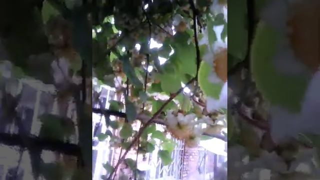 Цветет киви смотреть онлайн