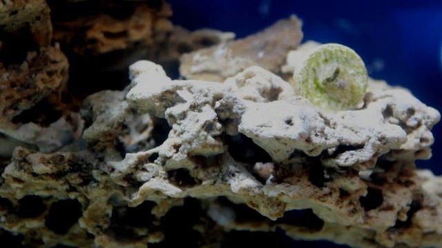 Эксперимент над кораллами. Кораллы погибают смотреть онлайн
