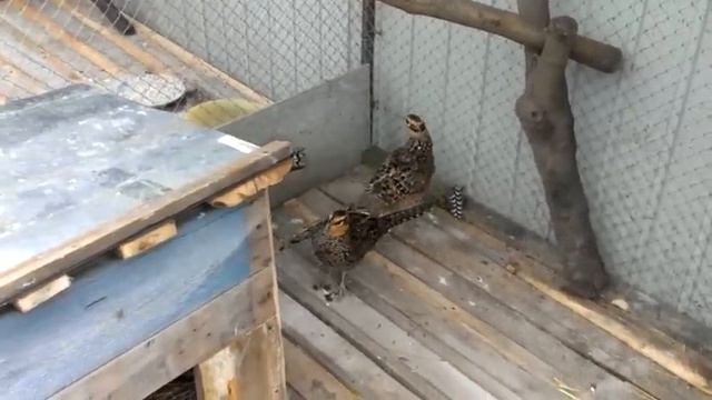 Королевский фазан смотреть онлайн