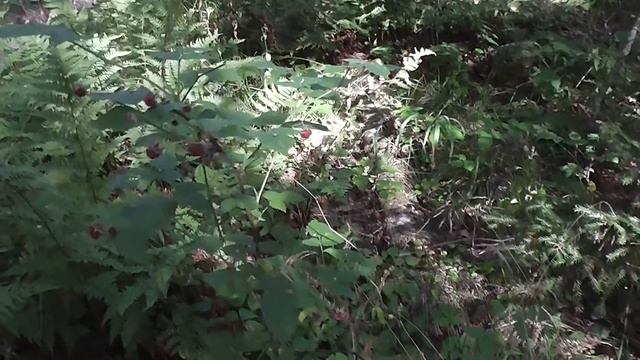 Малина смотреть онлайн