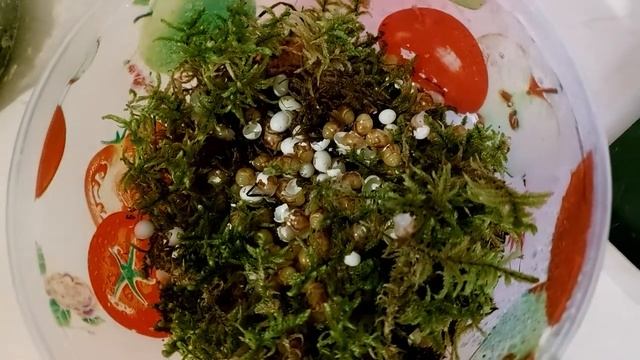 КЛАДКА ВИЛУПИЛАСЬ ? НЕ ХОЧУ ЗАЙМАТИСЬ РЕТИКАМИ ?