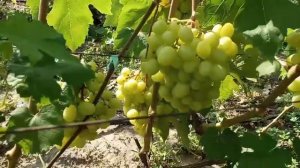 Басанти, Флагман, Хэллоуин, Ландыш, Перцовый красный, Красная роза Виноградник Щереденкова 7 август