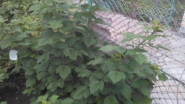 Ремонтантная малина Версаль 30.06