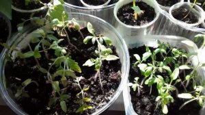 Рассада помидор стала фиолетовая и не растёт.