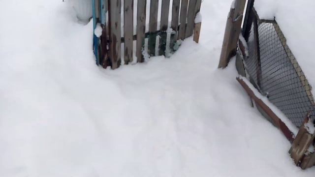 Что было с пушкинской курицей . Закоптил сало . Зима вернулась . смотреть онлайн