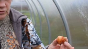 Быстрый Лук на зелень в теплице.