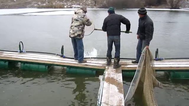 Видновские щуки! смотреть онлайн