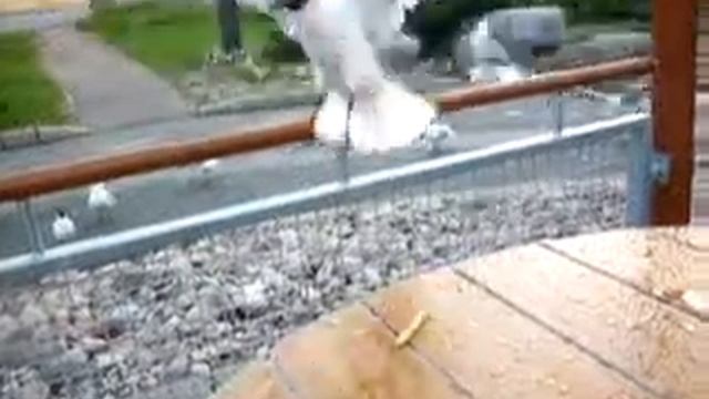 бешеные чайки xvid смотреть онлайн