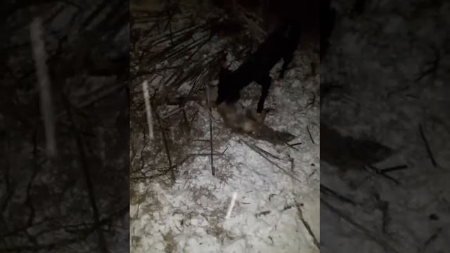 Тайган узбек. ахота лиса смотреть онлайн