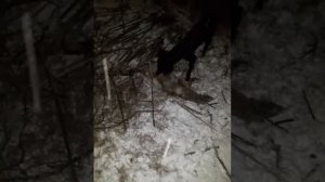 Тайган узбек. ахота лиса