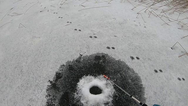 Первый лёд 2020. Открытие сезона на Ладоге. Как не надо ходить на рыбалку. Проверяйте снасти дома. смотреть онлайн