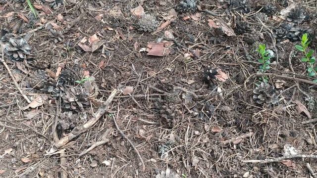 Цветение клюквы в первый год посадки. смотреть онлайн