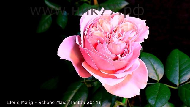 Как распускается роза Шоне Майд (Чайно гибридная) Timelapse Rose 4К.Schone Maid (Tantau 2014) смотреть онлайн
