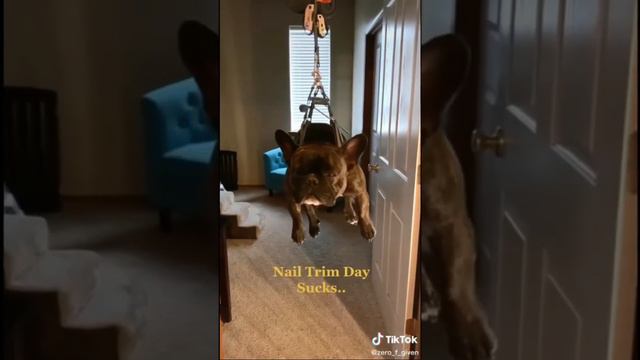 This Dog has had enough of this nail clipping harness смотреть онлайн