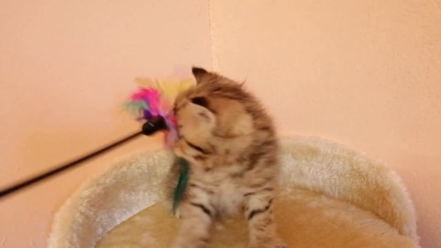 Котенок золотая шиншилла.gold Chinchilla Kitten