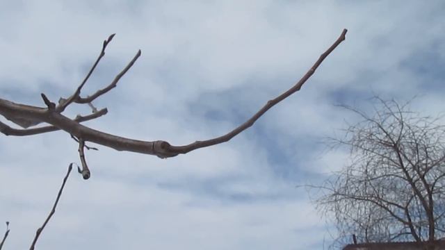 Груша ОБРЕЗКА И ОБНОВЛЕНИЕ ВЕТВЕЙ. смотреть онлайн