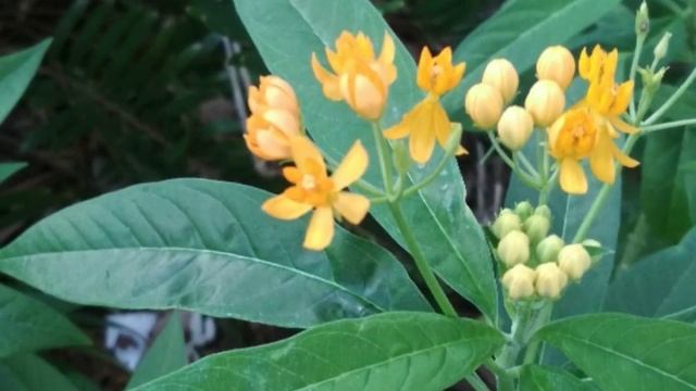 Asclepias curassavica/Асклепий/ смотреть онлайн