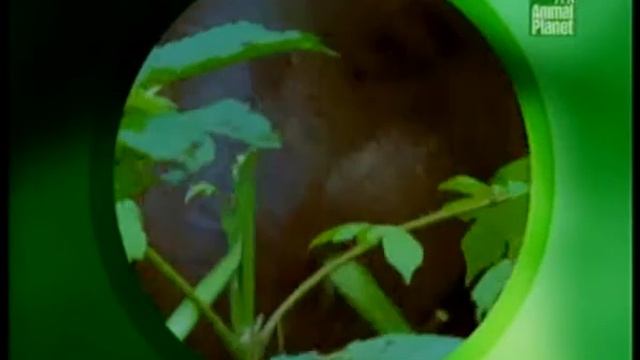 Защита растений от животных смотреть онлайн