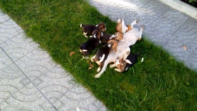 Beagle Tricolor e Filhotes - Facebook - Beagles Do Alto Sabor смотреть онлайн