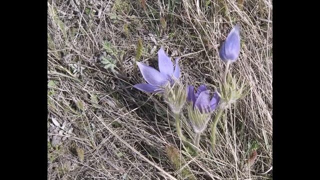 Там в саду при долине смотреть онлайн