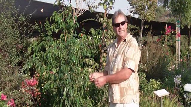 Ficus benjamina смотреть онлайн