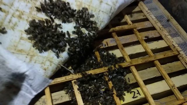 Пчелы в декабре. Зимовка пчел 21 -22г. смотреть онлайн