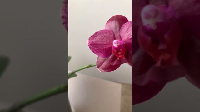 Phalaenopsis Sogo Relex '1661'🌺🍃 смотреть онлайн