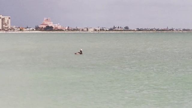 Посмотрите как птицы ловят рыбу. Океан такой теплый перед грозой?? Atlantic ocean смотреть онлайн