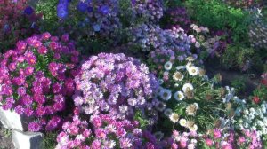 Астры Пинокио