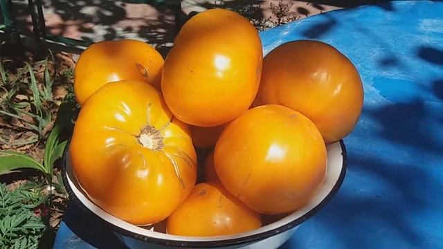 ОГРОМНЫЕ ЖЕЛТЫЕ ПОМИДОРЫ! Я В ВОСТОРГЕ! смотреть онлайн