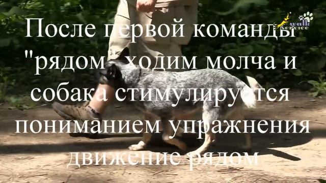 Как научить собаку работать с кормом и как уйти от корма в дрессировке собак смотреть онлайн