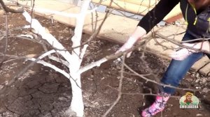 Как правильно обрезать грушу / Обрезка груши весной