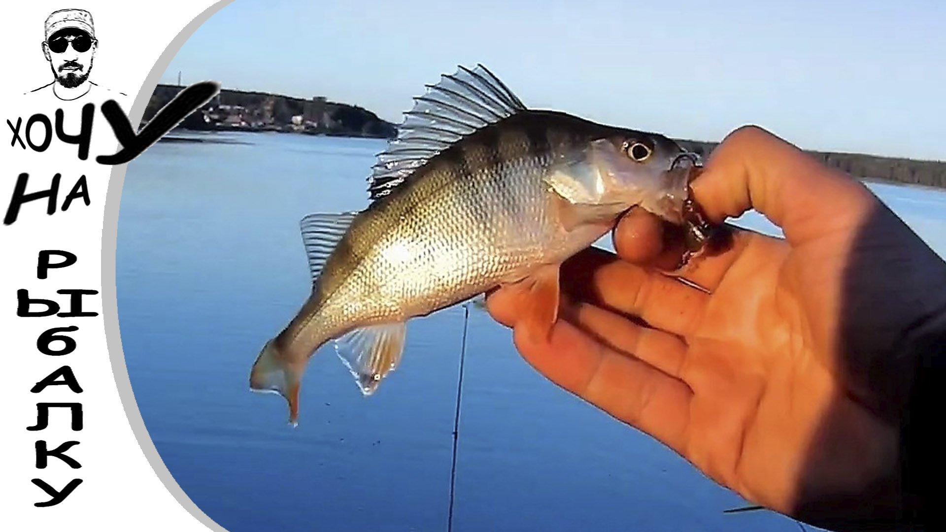 Утренний стрит фишинг на 1-е сентября. Мы нашли стаю голодных окуней смотреть онлайн