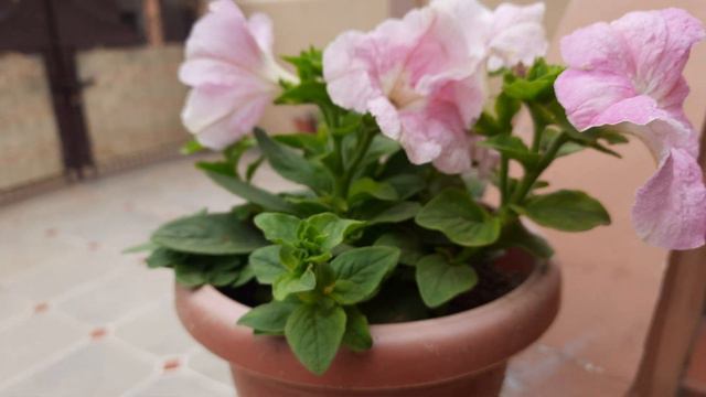 beautiful pink Petunia flower @mkmishravideodiary смотреть онлайн