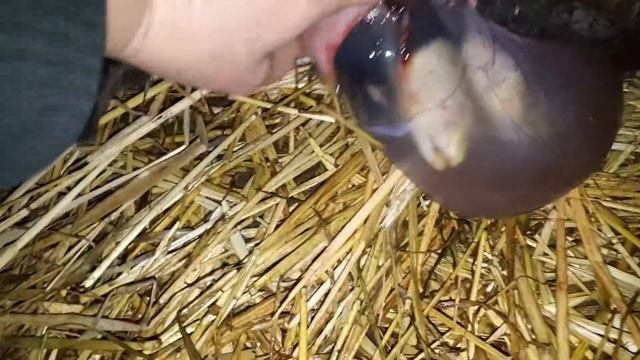 Роды романовской овцы. Помогать или нет?Я не могла не помочь....Часть 1 смотреть онлайн
