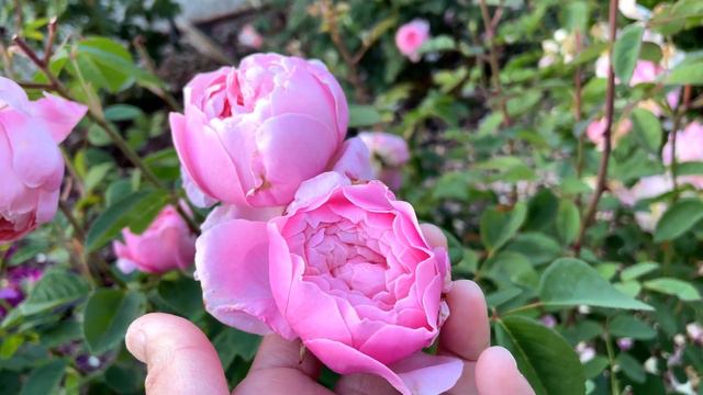 David Austin Rose The Alnwick Rose🌹 смотреть онлайн