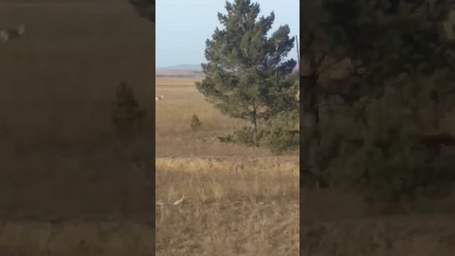 Антилопа Дзерен смотреть онлайн