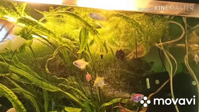 Роголистник! смотреть онлайн