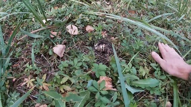 Грузди! Сбор грибов! Сентябрь 2022 год! смотреть онлайн