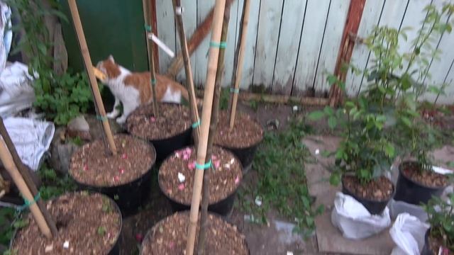 Где я покупаю саженцы роз. Мои плетистые розы. смотреть онлайн