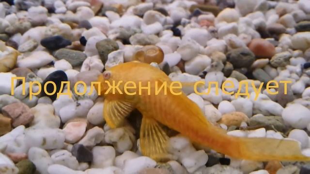 Мой Аквариум 9.( Анциструс золотой Ancistrus Albino Gold)