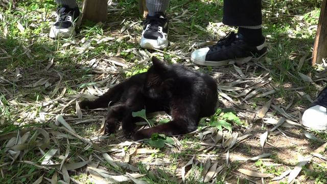 Unusual places in Georgia. The unique apiary and village life of a black cat in mountainous Adjara. смотреть онлайн