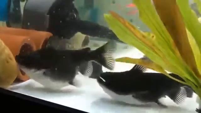 ШОК!Добыча того же размера!🐋Атака 🐡СОМОВ ужасная🐳🌊 и беспощадная! смотреть онлайн