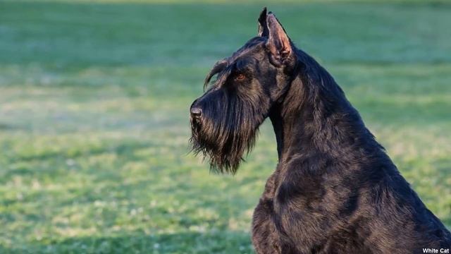Ризеншнауцер - Всё о породе. Плюсы и минусы собаки. смотреть онлайн