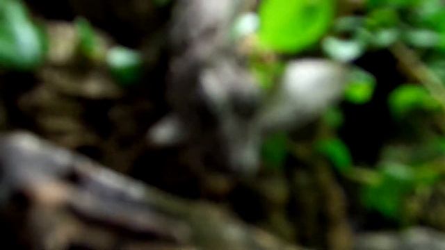 Chamaeleolis barbatus cazando polilla enorme HD смотреть онлайн